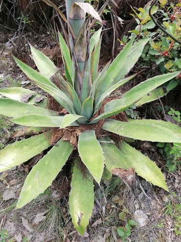 Agave convallis (Agave convallis)