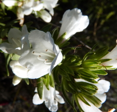 Lobostemon marlothii