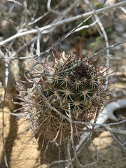 Mammillaria capensis