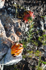 Liparia splendens comantha