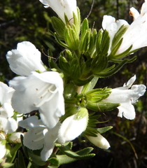 Lobostemon marlothii