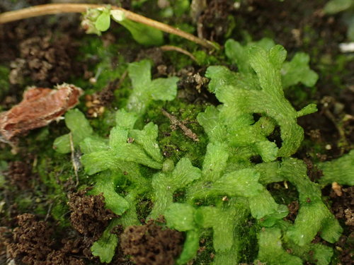 Riccia fluitans