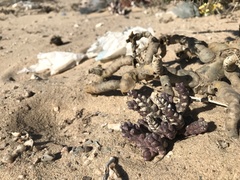 Tridentea pachyrrhiza