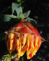 Liparia splendens comantha