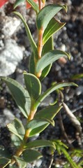 Liparia splendens comantha