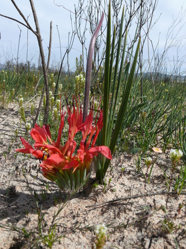 Babiana ringens