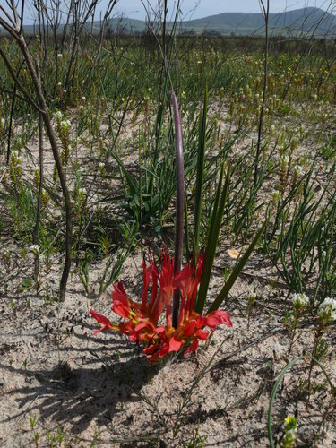 Babiana ringens