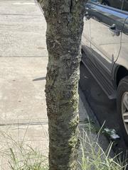 Gleditsia triacanthos