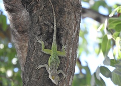 Anolis leachii
