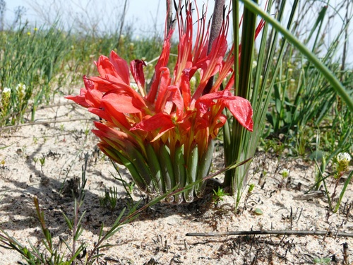 Babiana ringens