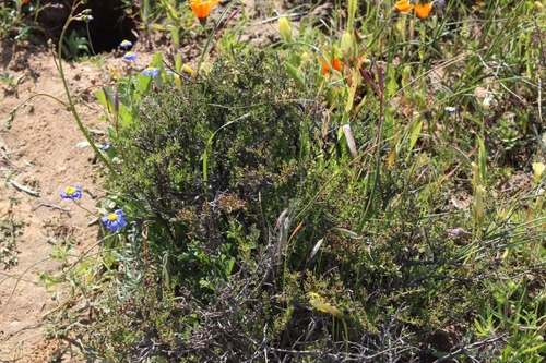 Namaqua Daggapit (Nenax namaquensis)