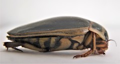 Dytiscus dauricus