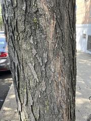 Gleditsia triacanthos