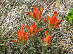 Castilleja lanata