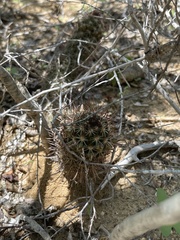 Mammillaria capensis