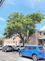 Gleditsia triacanthos