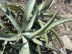 Agave aurea capensis