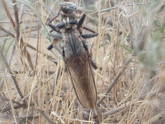 Proctacanthus milbertii