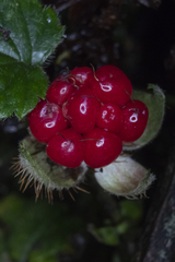 Rubus pumilus