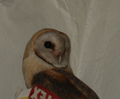 Tyto alba poensis
