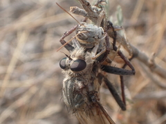 Proctacanthus milbertii