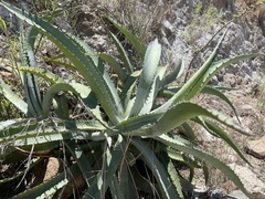 Agave aurea capensis