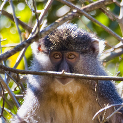 Cercopithecus mitis labiatus
