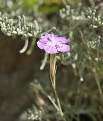 Dianthus nardiformis