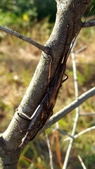 Anisomorpha buprestoides