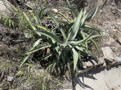 Agave aurea capensis