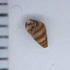 Cingula trifasciata