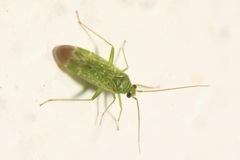 Orthotylus flavosparsus