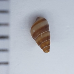 Cingula trifasciata