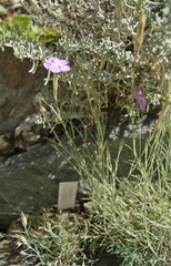 Dianthus nardiformis