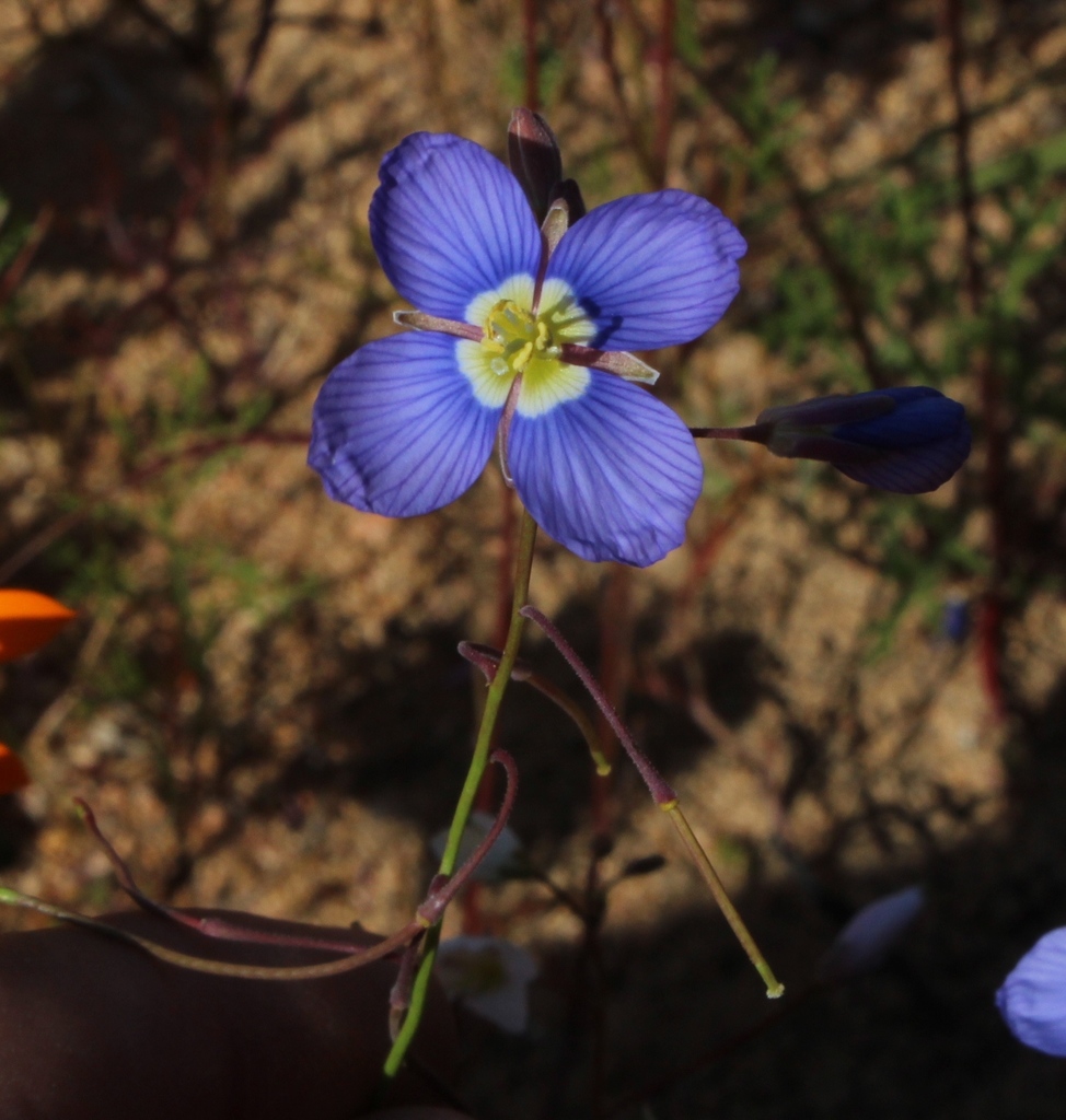 Kamiesberg Sunspurge