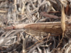 Proctacanthus milbertii