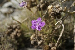 Dianthus nardiformis