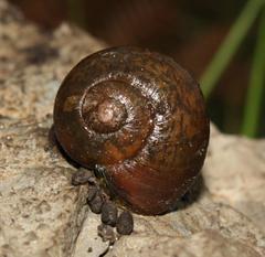 Afrorhytida