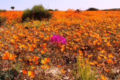Pelargonium incrassatum