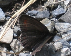 Erebia euryale