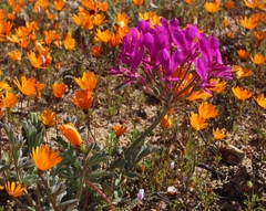 Pelargonium incrassatum