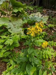 Solidago virgaurea taurica