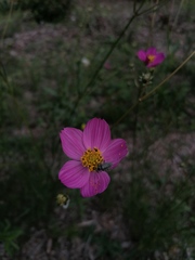 Tomentgaurotes multiguttatus