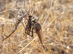 Proctacanthus milbertii