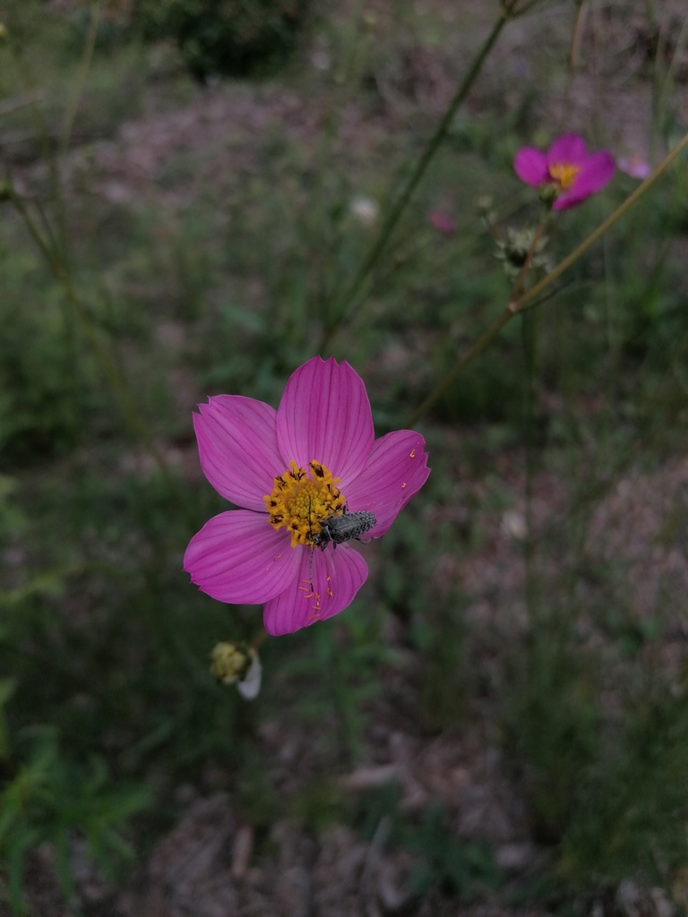 Tomentgaurotes multiguttatus