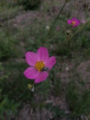 Tomentgaurotes multiguttatus