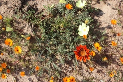 Gazania leiopoda