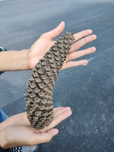 Michoacan pine