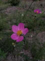 Tomentgaurotes multiguttatus