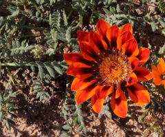 Gazania leiopoda
